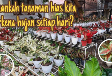 5 Tanaman Hias yang Mencerahkan Suasana Rumah di Musim Hujan!