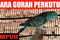 Trik Gurah Perkutut ala Kicau Mania, Suara Burung Jadi Lebih Nyaring dan Plong, Mudah Banget!