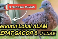 Rahasia Burung Perkutut Cepat Gacor, Gunakan Ramuan Ini di Rumah