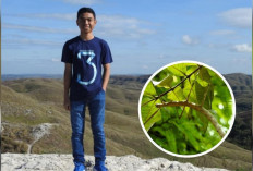 Viral! Temukan Serangga Spesies Baru Anak Muda Asal NTT Ini Mendunia