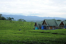 Prakiraan Cuaca di Sumsel Kamis 4 September 2025, Suhu Terendah Pagar Alam 19 Derajat Celsius