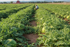 Bukan Pagar Alam, Ternyata Ini Daerah Produksi Semangka Terbanyak di Sumatera Selatan 2025