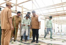 Pertama di Sumsel! Program Sinar Bohlam PLN Hadirkan Smart-Greenhouse Melon di Banyuasin