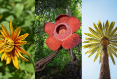 4 Bunga Terbesar di Dunia Ternyata Tumbuh di Indonesia, Salah Satunya Sangat Langka