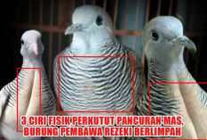 Bukan Sembarang Burung! Inilah 3 Ciri Fisik Perkutut Pancuran Mas, Burung Pembawa Rezeki Berlimpah