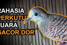 Rahasia Perkutut Rajin Bunyi! Ini 9 Tips Ampuh Biar Burung Kesayangan Kamu Gacor Setiap Hari