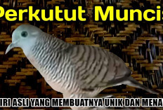 Bikin Jatuh Cinta! Burung Perkutut Muncis: 3 Ciri Asli yang Membuatnya Unik dan Menarik 