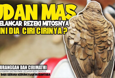 Terungkap! 7 Weton Sakral yang Berjodoh dengan Katuranggan Perkutut Udan Mas, Pembawa Rezeki dan Tuah Karier