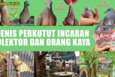 Punya Nilai Mistis dan Harga Tinggi! Ini 5 Jenis Perkutut Incaran Kolektor dan Orang Kaya