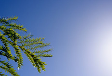 Prakiraan Cuaca Sumsel Senin 27 Oktober 2025, Udara Terasa Gerah Tapi Berpotensi Hujan