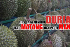 7 Cara Memilih Durian yang Matang, Daging Tebal, dan Pasti Manis, Dijamin Gak Nyesel!