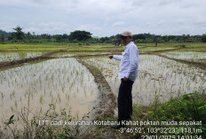 Musim Penghujan, Dinas TPHP Lahat Pantau Progress Tanaman Padi di Sawah, Ini Kata Kabid TPH 