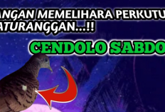 Bahaya Pelihara Perkutut Cendolo Sabdo, Bikin Kacau Balau Kehidupan Rumah Tangga, Ini Ciri-cirinya
