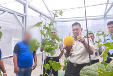 Rutan Baturaja Sukses Panen 67 Kg Melon, Bukti Nyata Keberhasilan Pembinaan Warga Binaan