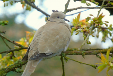 5 Jenis Perkutut Katuranggan Kasta Tertinggi, Konon Bikin Rezeki Mengalir Deras