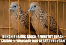 10 Keistimewaan Perkutut Lurah yang Membuatnya Simbol Kekuasaan dan Keberuntungan