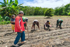 Tanam Jagung Pipil di Desa Tanjung Seteko, Polsek Indralaya Terus Sukseskan Program Ketahanan Pangan
