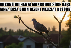 Burung Ini Hanya Manggung Sore Hari, Katanya Bisa Bikin Rezeki Melesat Besoknya!