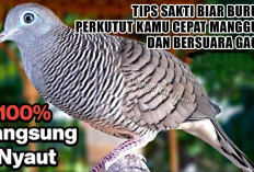 Biar Ga Cuma Ngeriwik! Ini 3 Tips Sakti Biar Burung Perkutut Kamu Cepat Manggung dan Bersuara Gacor