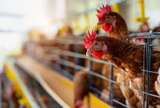 6 Cara Mengatasi Bau Pada Kandang Ayam, Dijamin Ayam Jadi Lebih Sehat dan Steril
