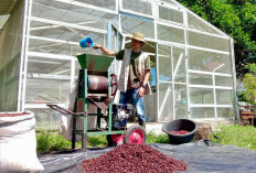 Petani Kopi Gunung Dempo Naik Kelas! Ini Peran Pertamina Patra Niaga Sumbagsel Lewat Petani Kite