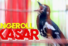 Rahasia Perawatan Murai Batu, Tips Jitu Bikin Gacor Ngerol Kasar dan Siap Menang di Arena Lomba!