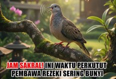 Jam Sakral! Ini Waktu Perkutut Pembawa Rezeki Sering Bunyi