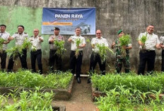 Lapas Kelas IIA Lahat Panen Raya Kangkung, Dukung Ketahanan Pangan Pemasyarakatan, Ini Buktinya 