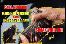 Salah Mandiin, Perkutut Bisa Stres! Ini Cara Benar Biar Cepat Jinak & Gacor!