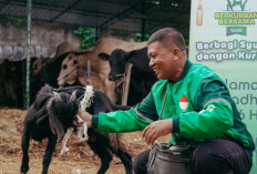 Grab Apresiasi Mitra Pengemudi, Bagikan Ratusan Ekor Kambing di Iduladha 1446 H