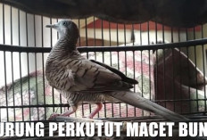 Burung Perkutut Macet Bunyi? Ini 4 Penyebab dan Cara Ampuh Mengatasinya!