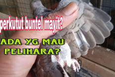 Benarkah Perkutut Buntel Mayit Pembawa Sial? Ini Faktanya