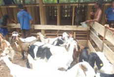 26.692 Ekor Siap Kurban, OKU Timur Pastikan Ketersediaan Hewan Aman