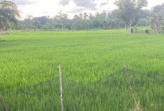 Petani OKU Timur Sumringah! Padi Menghijau Subur Berkat Mikroba PA63