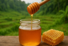 5 Daerah Penghasil Madu Terbaik di Indonesia yang Terbukti Punya Kualitas Premium dan Khasiat Tinggi