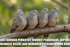 5 Jenis Burung Perkutut Favorit Pengusaha, Dipercaya Memikat Rezeki dan Membuka Peluang Usaha Baru