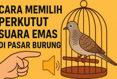 Jangan Asal Beli! Inilah Trik Memilih Perkutut Suara Emas di Pasar Burung Tanpa Tertipu Penjual