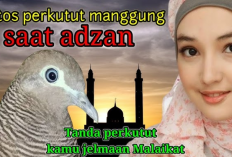 Mitos Perkutut Manggung Saat Adzan Berkumandang, Benarkah Jelmaan Malaikat?