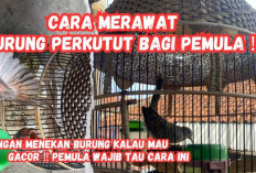Rahasia Jawara! 7 Cara Terbukti Ampuh untuk Melatih Perkutut agar Gacor, Jinak, dan Siap Lomba