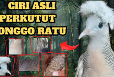 Ciri-Ciri Perkutut Songgo Ratu Asli dan Bedanya dengan Jenis Lain