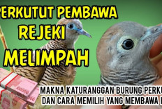 Makna Katuranggan Burung Perkutut dan Cara Memilih yang Membawa Hoki
