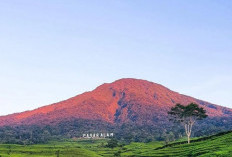 Gunung Dempo: Pesona Alam dan Aroma Kopi Robusta di Kota Pagaralam, Sumatera Selatan