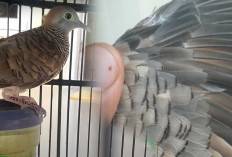 Perkutut Blorok Sono, Burung Eksotis dengan Motif Unik yang Jadi Rebutan Para Kolektor
