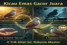 JANGAN KAGET! Cuma Modal 4 Trik Kilat Ini, Perkutut Lokal Anda Jadi Kicau Emas Gacor Juara, Rahasia Master!