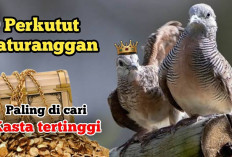 Paling Dicari dan Disakralkan! Ini Jenis Burung Perkutut Katuranggan Kasta Tertinggi yang Dipercaya Penuh Tuah