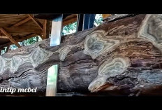 Ekspor Meningkat! Inilah Daerah Penghasil Pulpa Kayu Terbesar di Sumatera Selatan