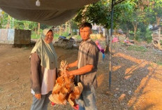 Tradisi Memberi Ayam Untuk Warga Tertimpa Musibah, Ini Program Pemdes Jagabaya Yang Wajib Dilestarikan