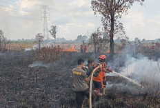 Si Jago Merah Membara di Sukarami Pemulutan, 3 Hektar Lahan Menghitam