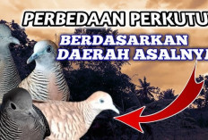 Tak Semua Sama! Fakta Unik Perbedaan Suara Perkutut Tiap Daerah, Pecinta Burung Wajib Tau