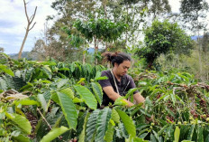 KEREN! Lahat Sumbang 14,49 Persen Penghasil Kopi Robusta di Sumsel, Ini Buktinya